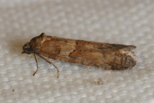 Réf. 97 929 : Tortricodes alternella