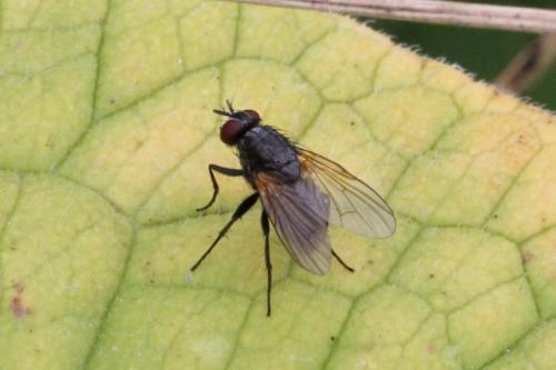 Mydaea sp.