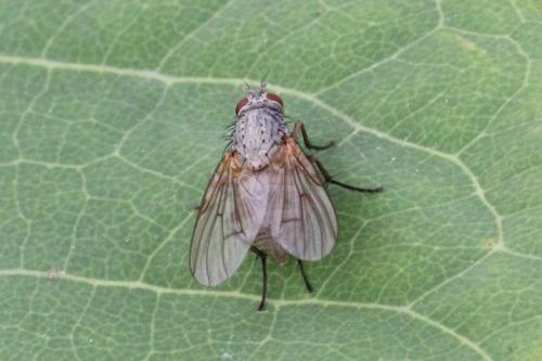 Helina impuncta