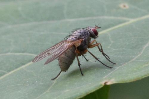 Helina impuncta