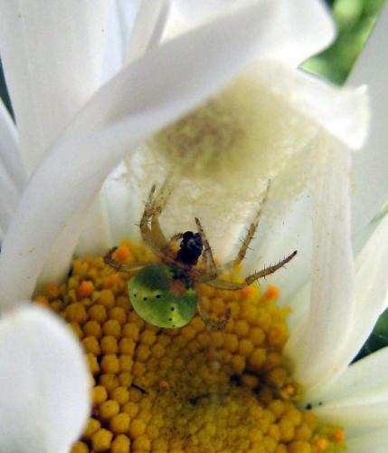 Araniella sp.