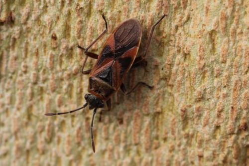 Arocatus roeselii