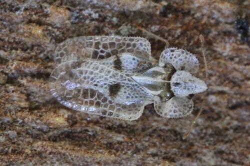 Corythucha ciliata