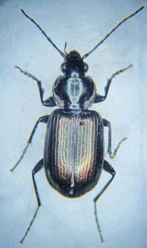 Réf. 97 606 : Agonum sexpunctatum