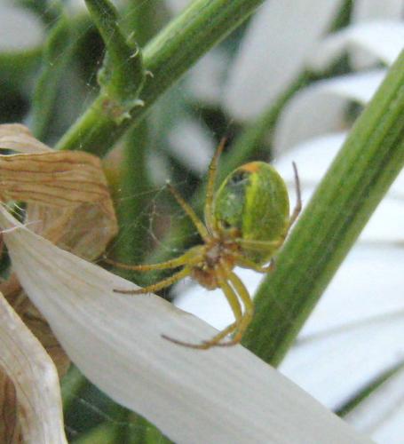 Réf. 97 346 : Araniella sp.