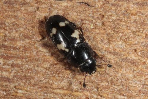 Glischrochilus quadriguttatus