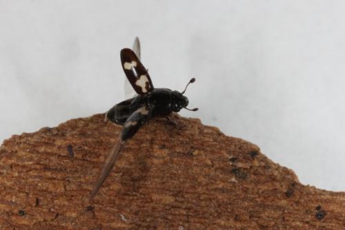 Glischrochilus quadriguttatus