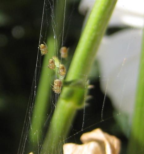 Réf. 97 347 : Araniella sp.