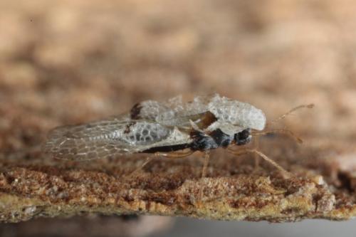 Corythucha ciliata