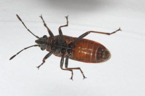 Arocatus roeselii