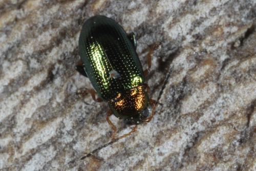 Réf. 97 699 : Crepidodera plutus