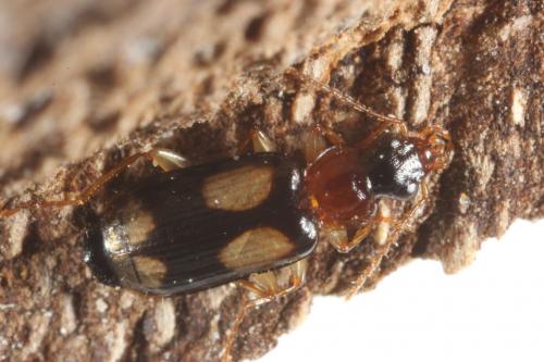 Réf. 97 698 : Dromius quadrimaculatus