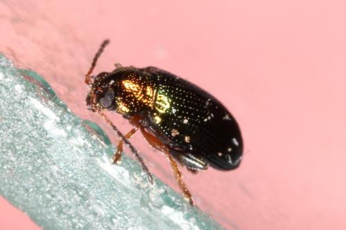 Réf. 97 700 : Crepidodera aurata
