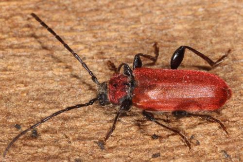 Réf. 97 710 : Pyrrhidium sanguineum