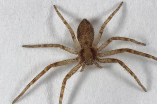 Réf. 97 733 : Philodromus sp.