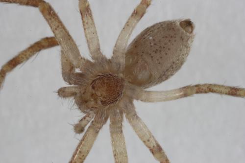 Réf. 97 734 : Philodromus sp.