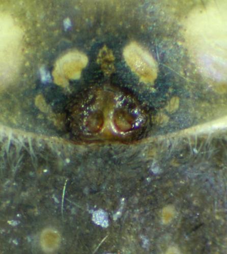 Carrhotus xanthogramma