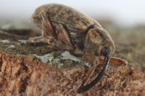 Réf. 97 791 : Dorytomus longimanus