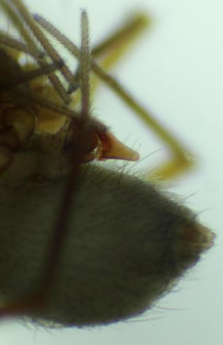 Palliduphantes sanctivincenti
