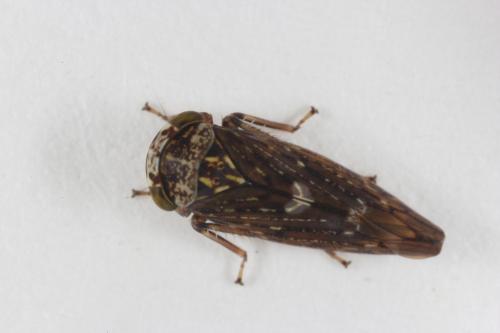 Acericerus heydenii