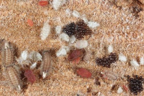 Réf. 97 848 : Polyxenus lagurus