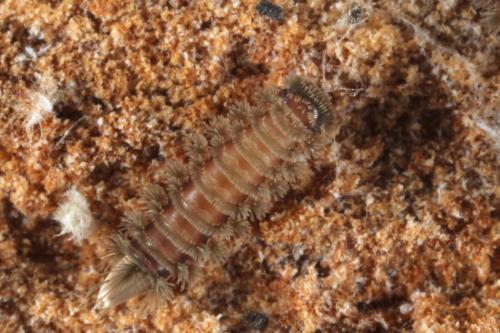 Réf. 97 849 : Polyxenus lagurus
