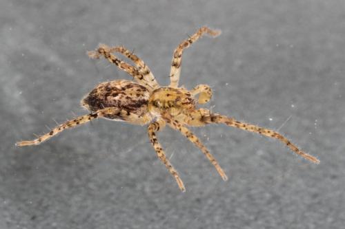 Réf. 97 790 : Anyphaena accentuata