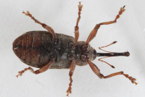 Réf. 97 792 : Dorytomus longimanus