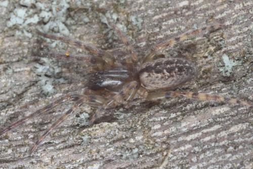 Segestria bavarica