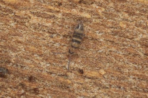 Réf. 97 912 : Willowsia platani