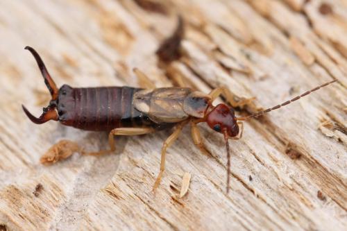 Forficula auricularia