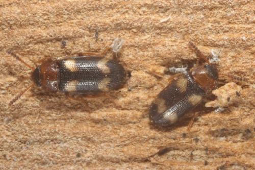 Mycetophagus fulvicollis