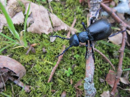 Meloe violaceus
