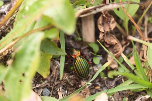 Carabus auronitens auronitens