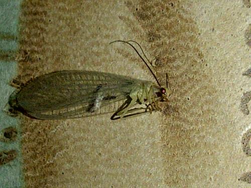 Chrysoperla sp.