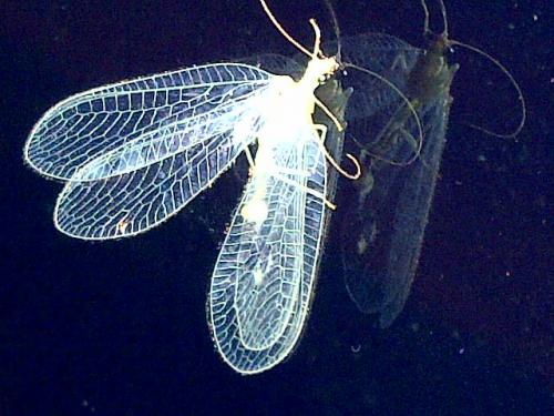 Chrysoperla sp.