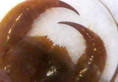 Lithobius piceus piceus