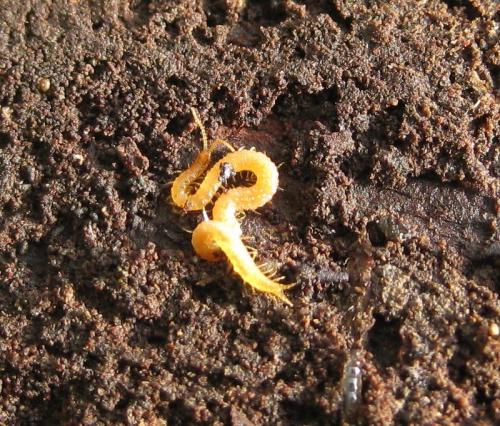 Schendyla nemorensis