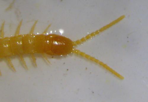 Schendyla nemorensis