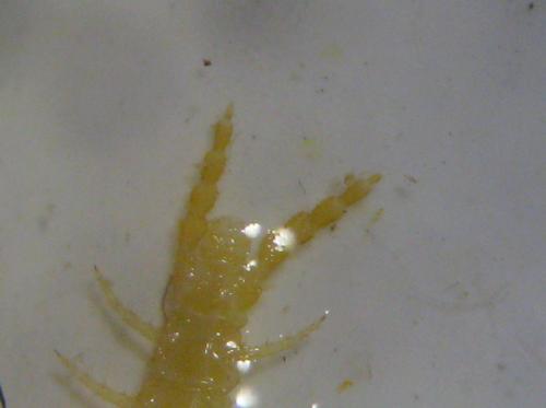 Schendyla nemorensis