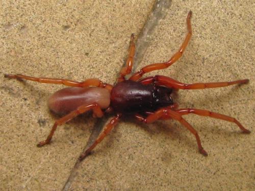Réf. 97 403 : Dysdera sp.