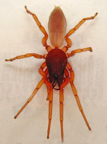 Réf. 97 404 : Dysdera sp.