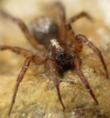 Réf. 97 546 : Textrix caudata