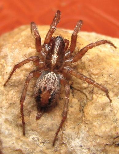 Réf. 97 545 : Textrix caudata