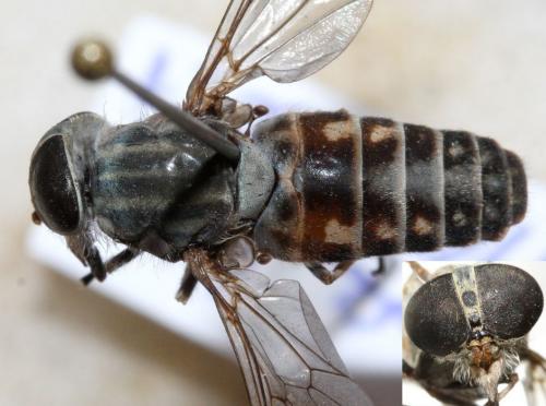 Réf. 97 627 : Tabanus shannonellus