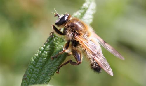 Brachypalpus valgus
