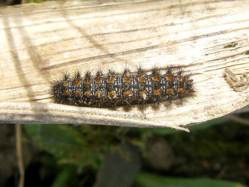 Melitaea sp.