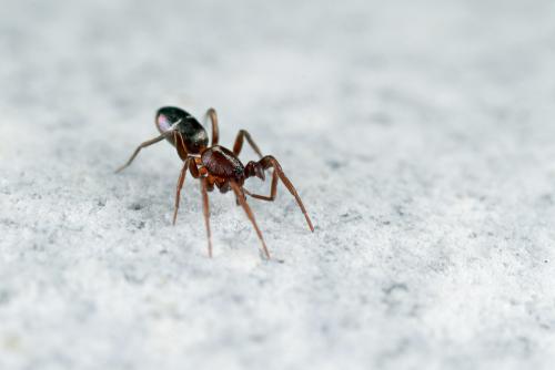 Réf. 97 430 : Micaria subopaca