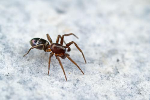 Réf. 97 431 : Micaria subopaca