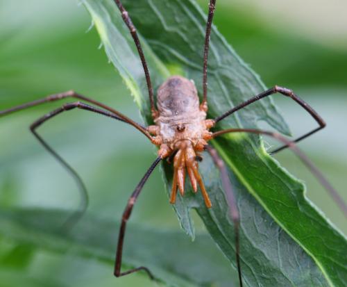 Phalangium opilio